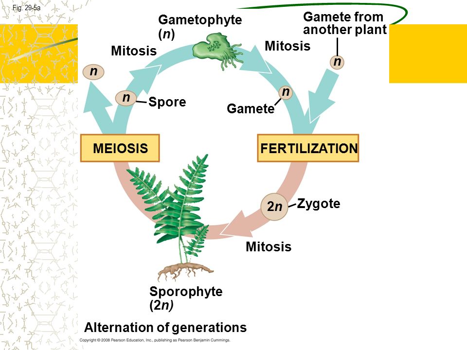 The alternation of generations in gametophytes